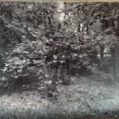 Wald