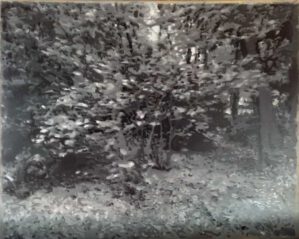 Wald