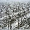 Vineyard