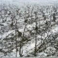 Vineyard