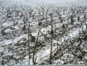 Vineyard