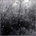 Wald