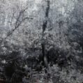 Wald